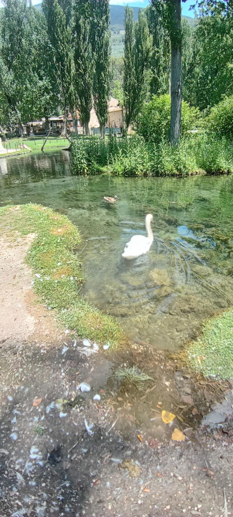 cigno