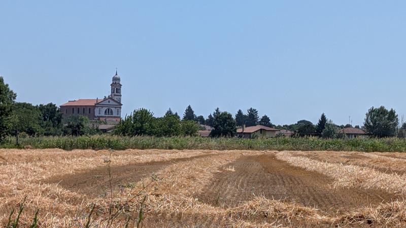 campo di grano Tribano