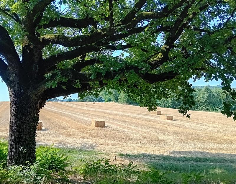 estate a Maranello