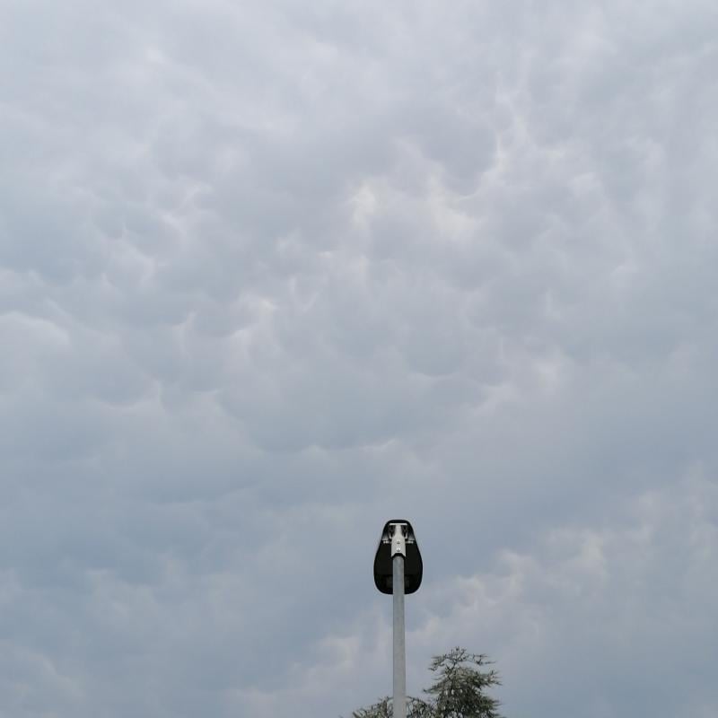 mammatus