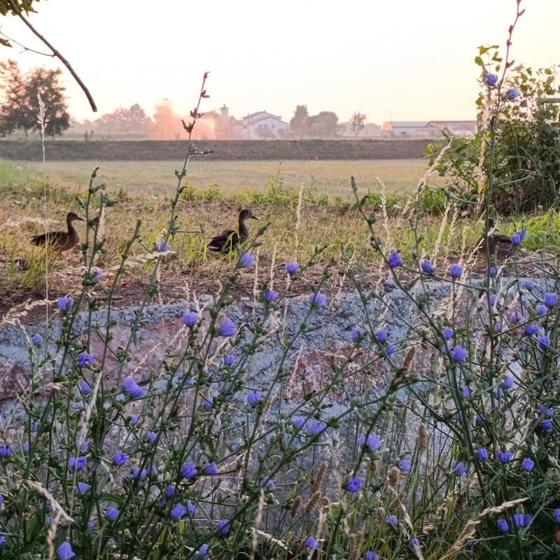 Fotosegnalazione di Mussolente