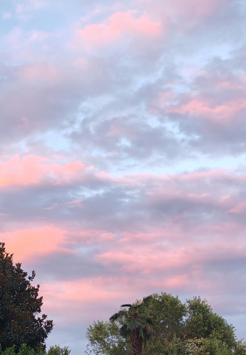 rosa nel cielo