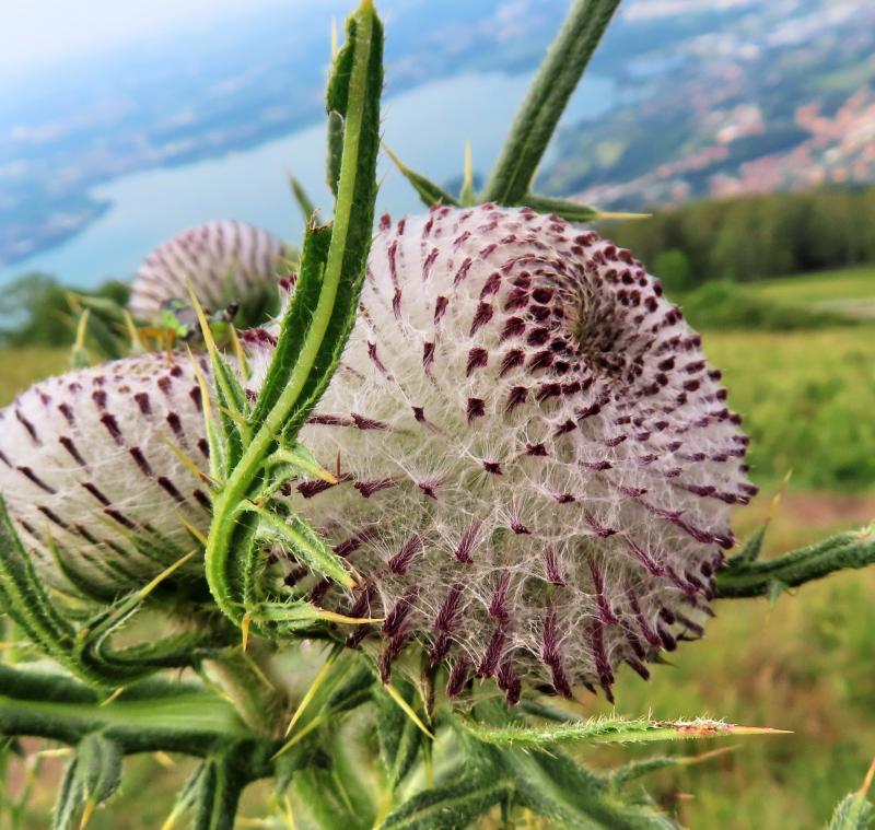 cardo scardaccio