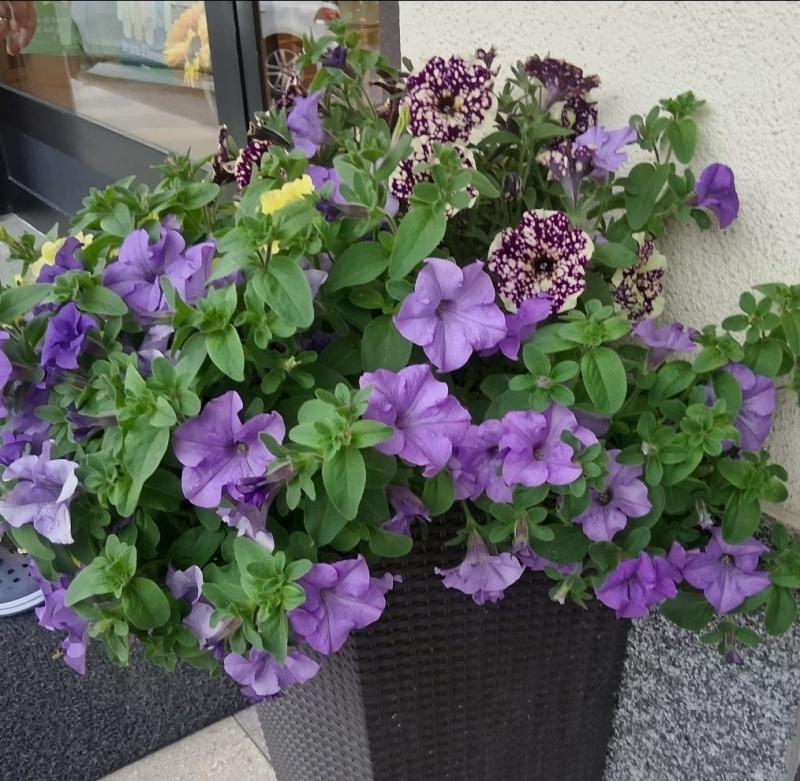 fiori nel comune di berbenno