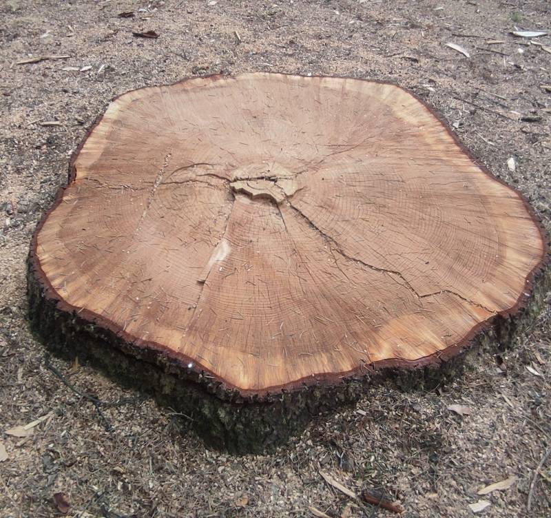 natura secolare ormai ricordo a luglio. i miei attimi speciali adry