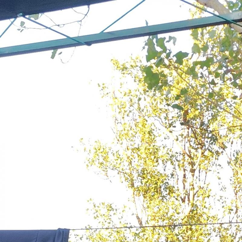 Fotosegnalazione di Rosolina