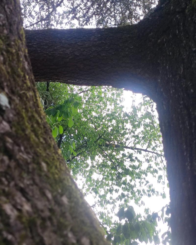 abbracci degli alberi nella ciclabile del cormor. i miei attimi speciali adry