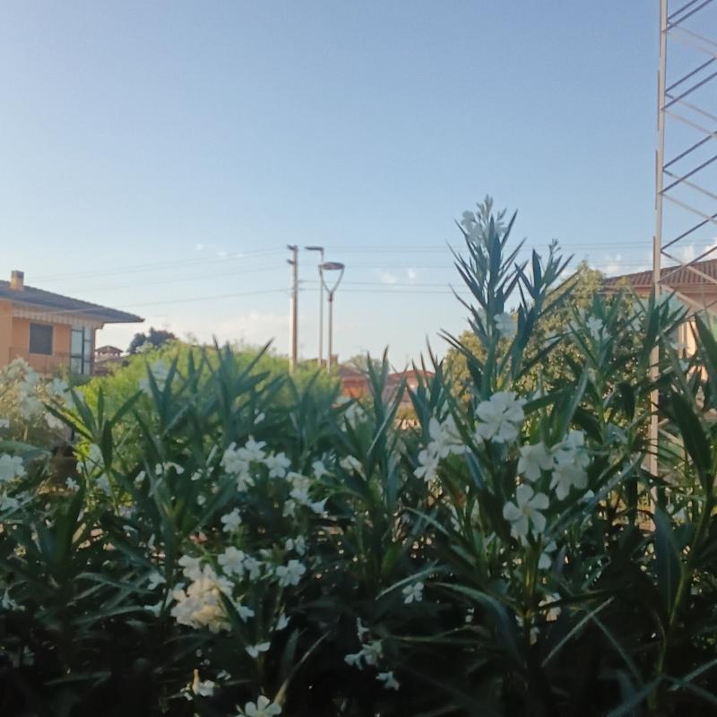 Fotosegnalazione di Lonigo