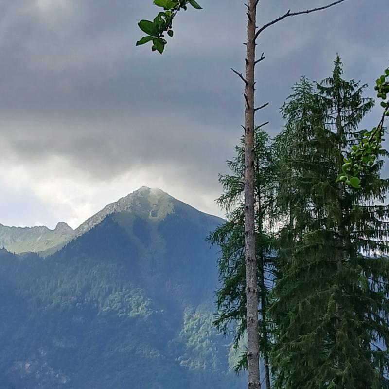Pineta di Pinzolo