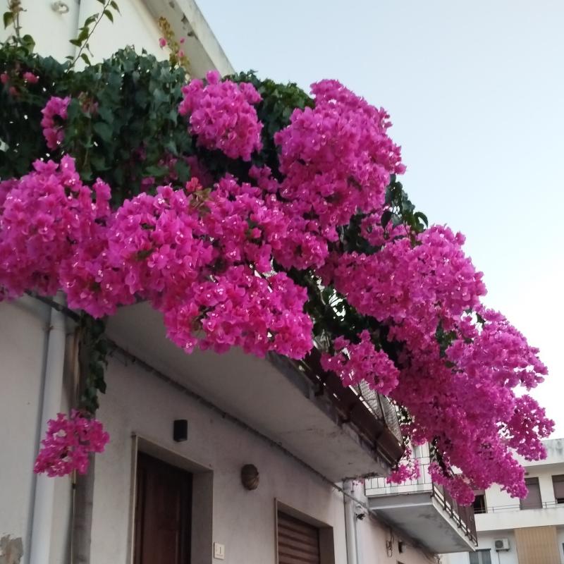 villafranca in fiore