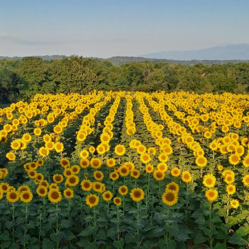 luglio 2026 girasoli