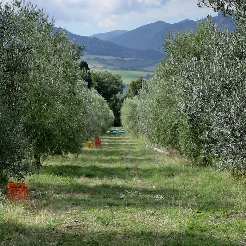 La raccolta delle olive.