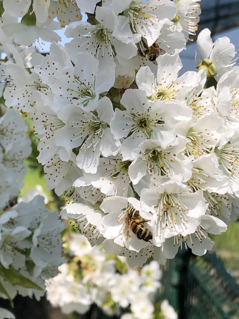 lape al lavoro sul ciliegio in fiore