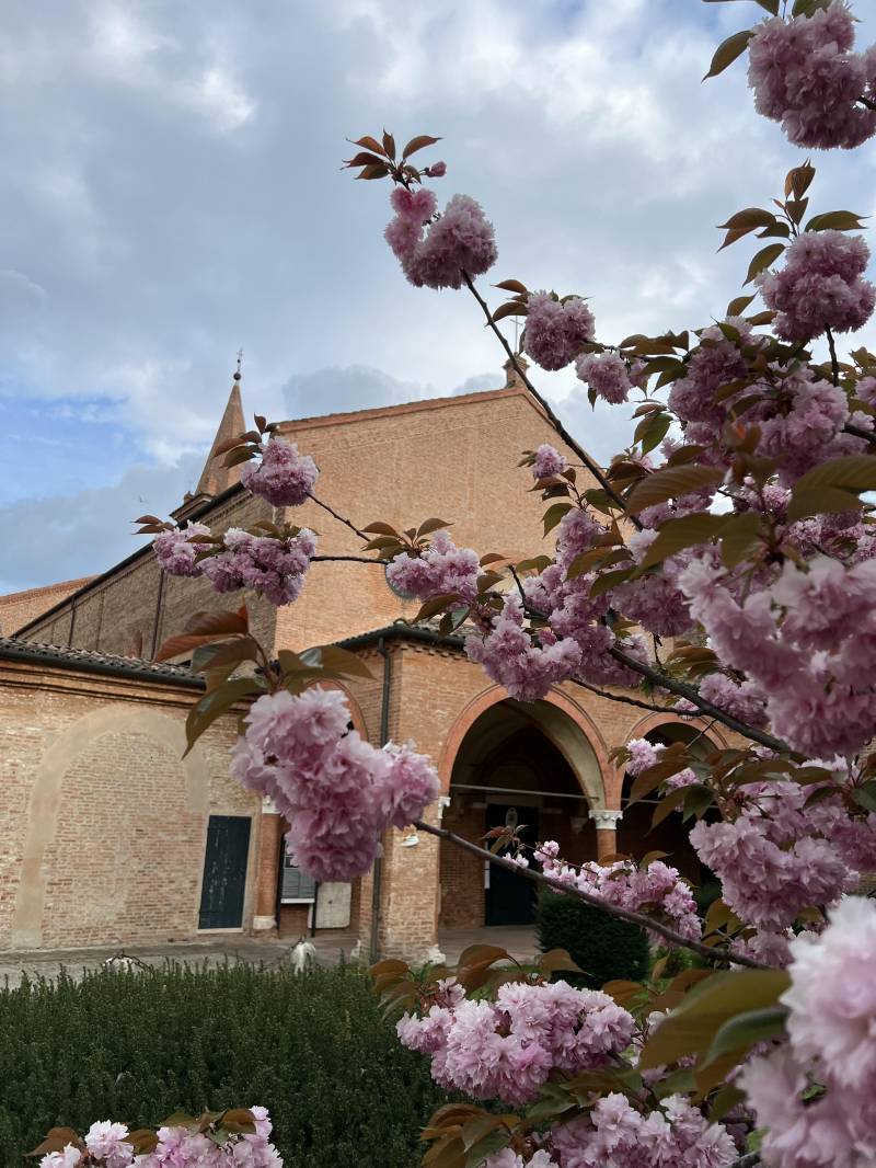 ciliegio in fiore a santantonio in polesine
