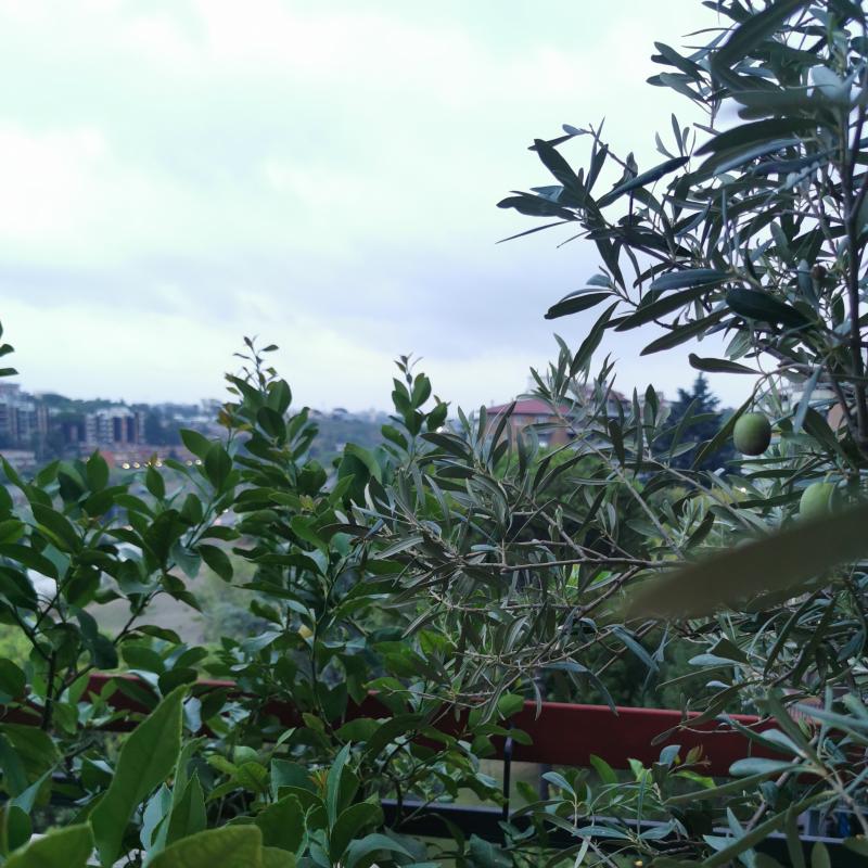 Fotosegnalazione di Roma portuense suburbio