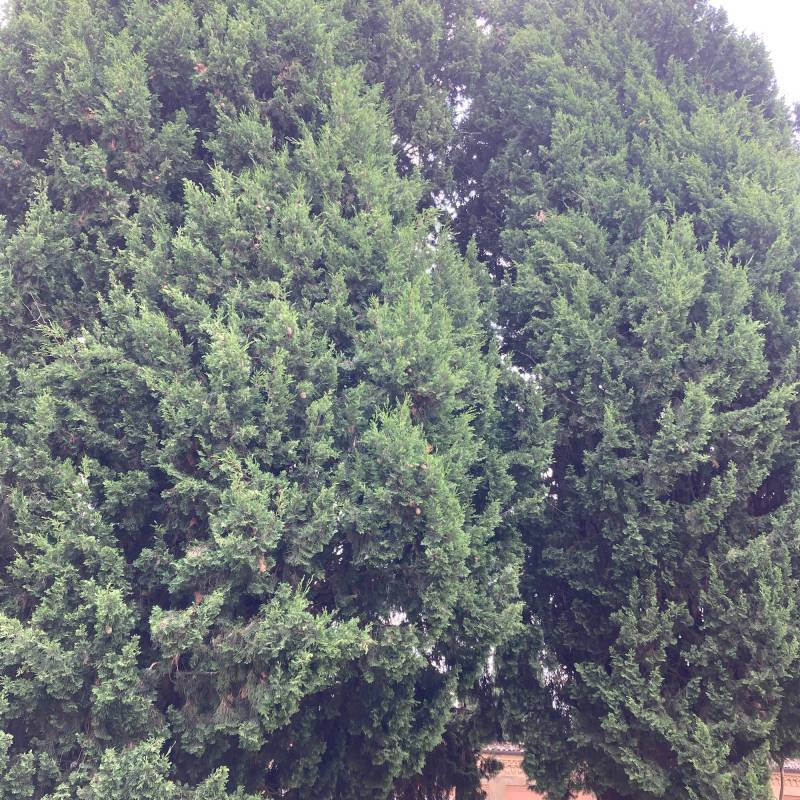 Fotosegnalazione di Imola