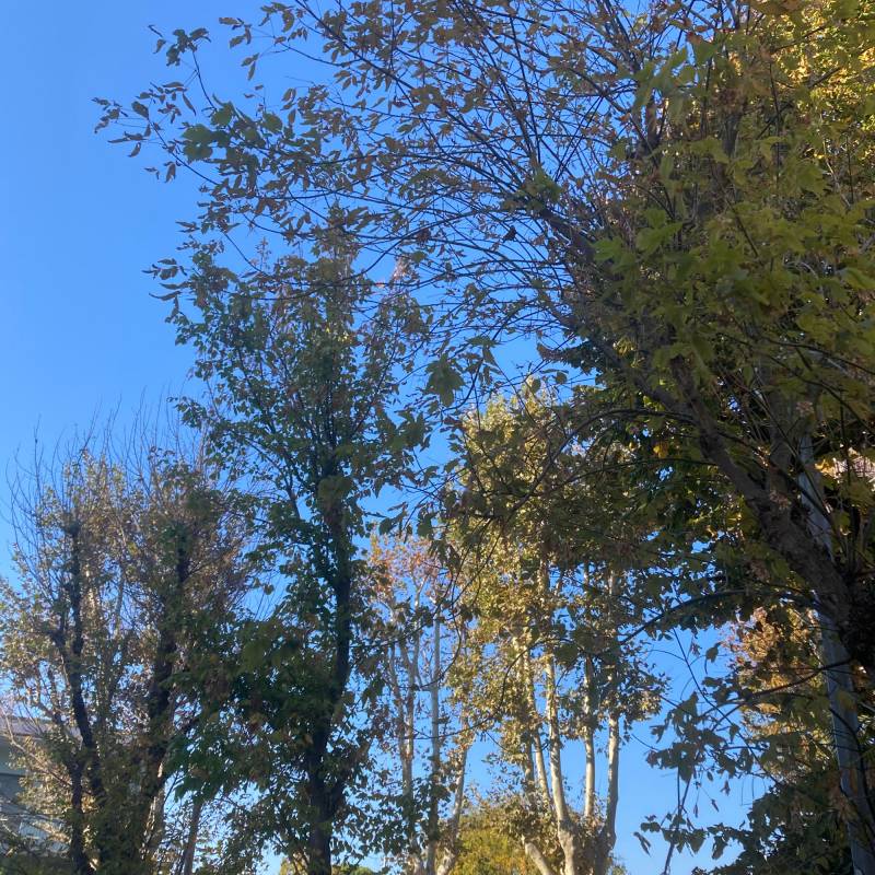 Fotosegnalazione di Bellariva