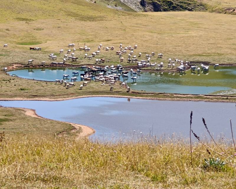 pantani