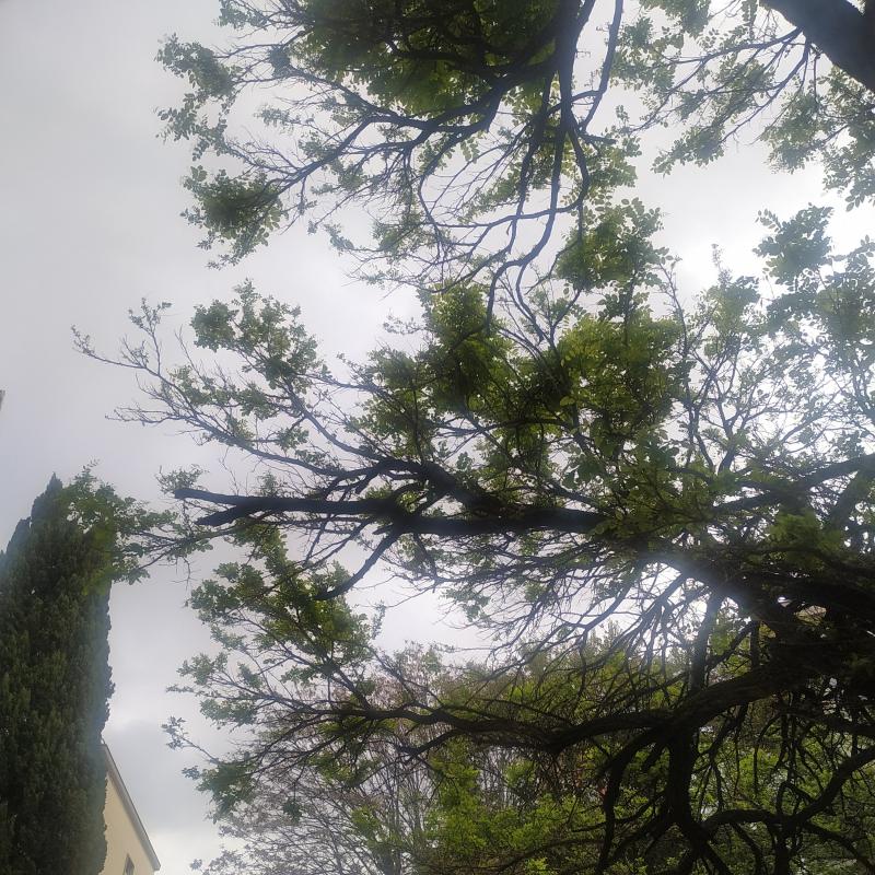 Fotosegnalazione di Roma trieste