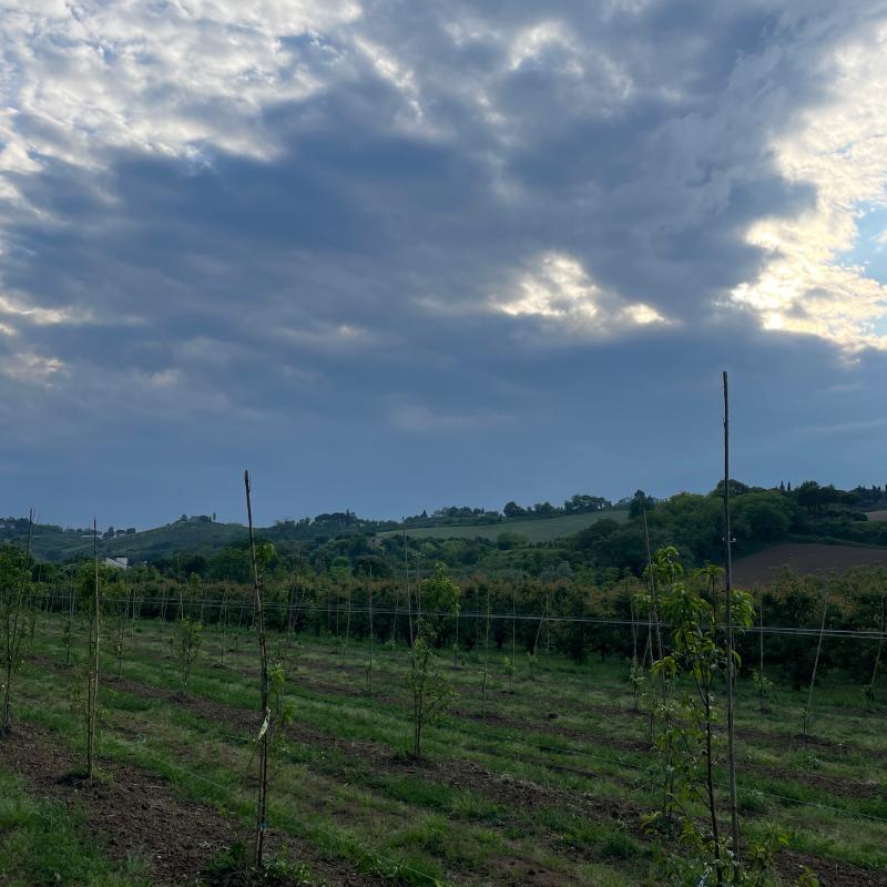 Fotosegnalazione di Cesena rubicone