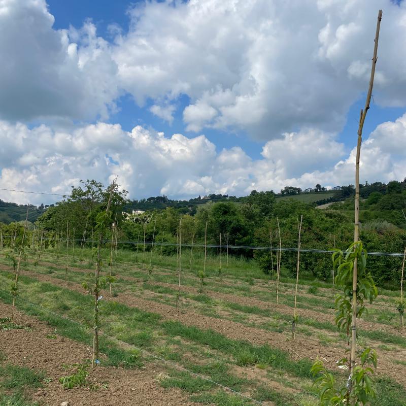 Fotosegnalazione di Cesena rubicone