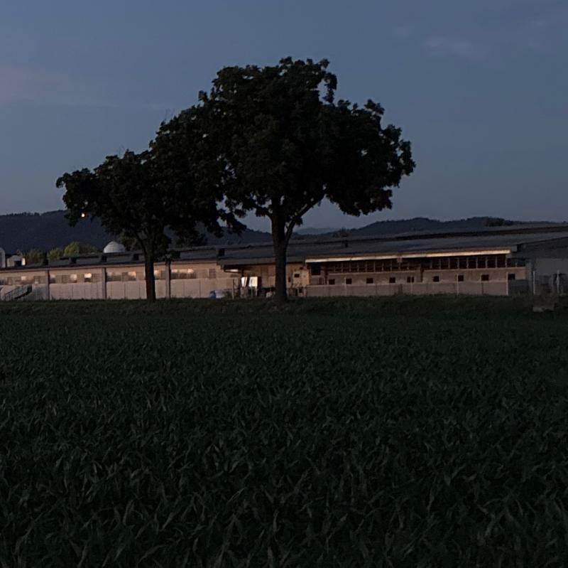 Fotosegnalazione di Palazzolo sull'oglio