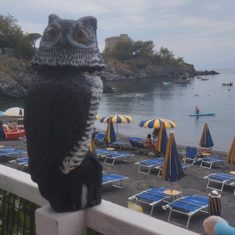 Barbagianni al lido baia azzurra