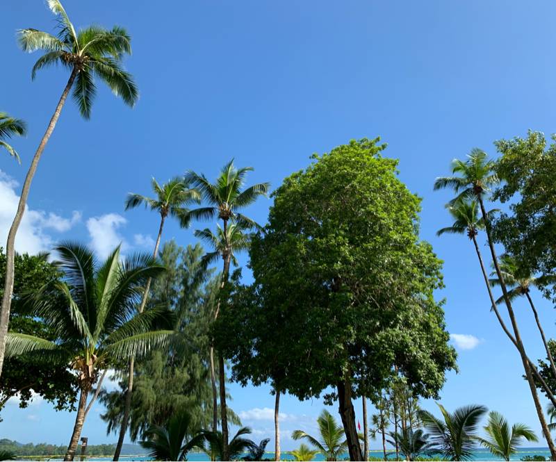 Fotosegnalazione di Anse boileau
