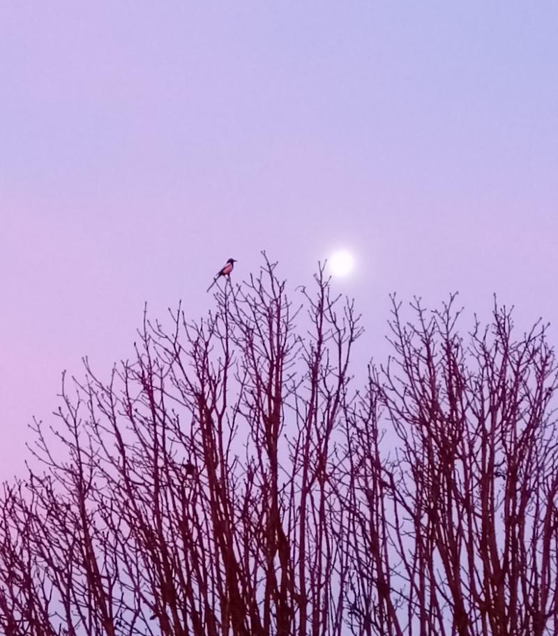 la luna all'alba