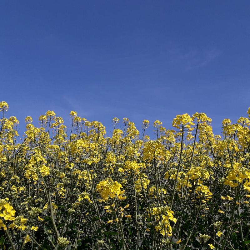 Fotosegnalazione di Alfonsine