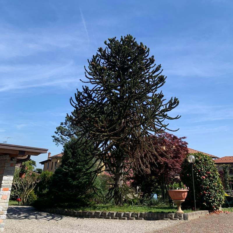 Biandronno