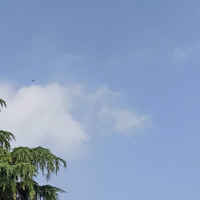 Fotosegnalazione di Padova forcellini - san gregorio di camin