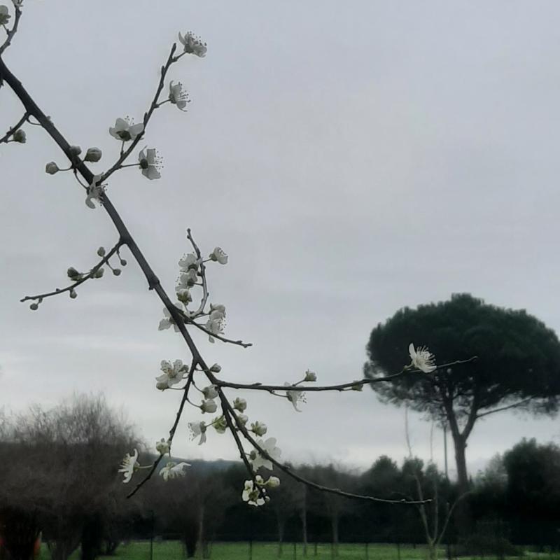 Fotosegnalazione di Firenze campo di marte