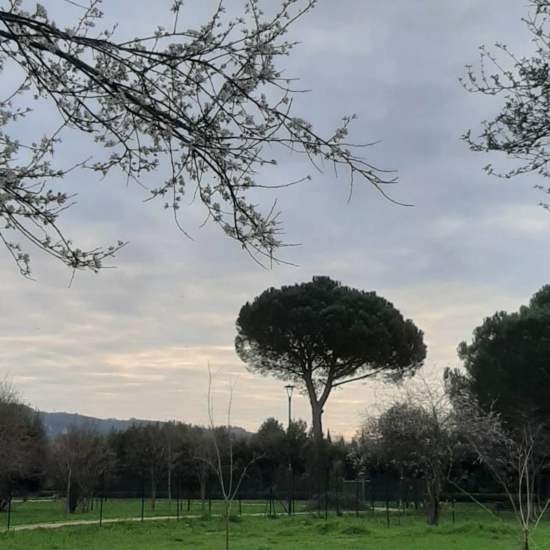 Fotosegnalazione di Firenze campo di marte