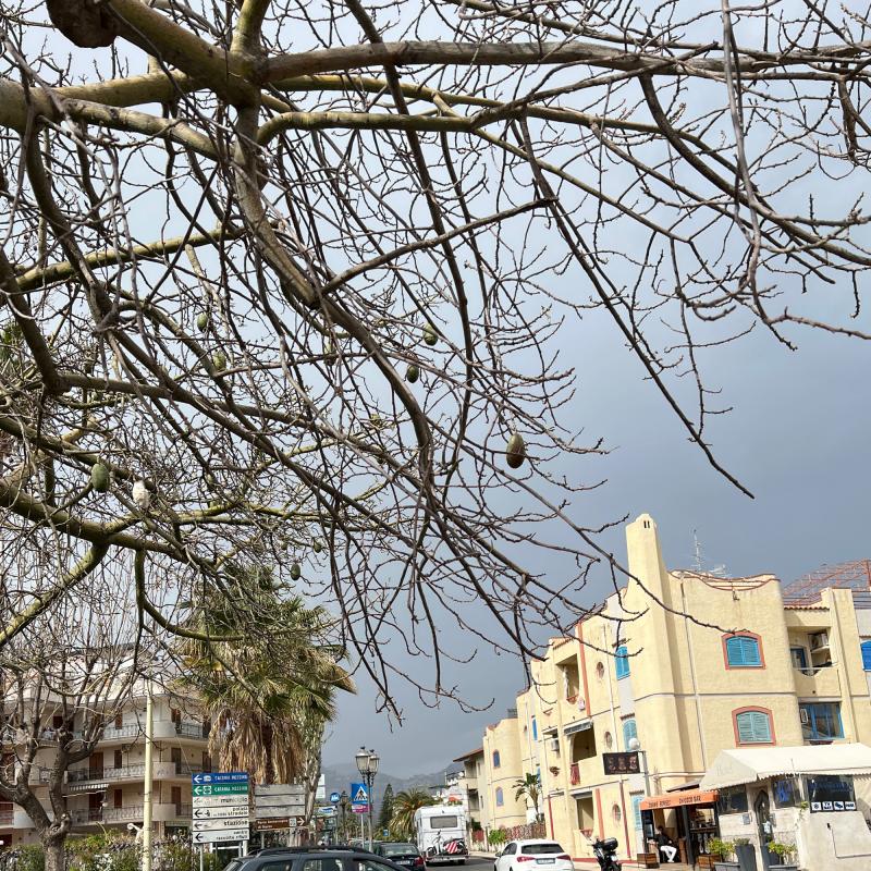 Fotosegnalazione di Giardini naxos