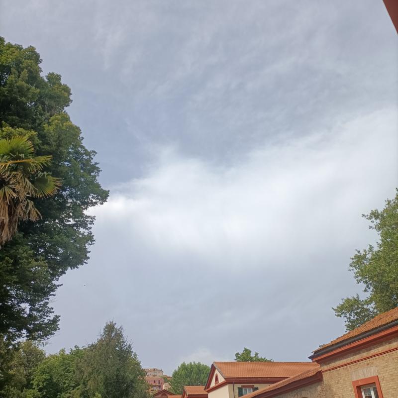 Fotosegnalazione di Ancona posatora - pinocchio