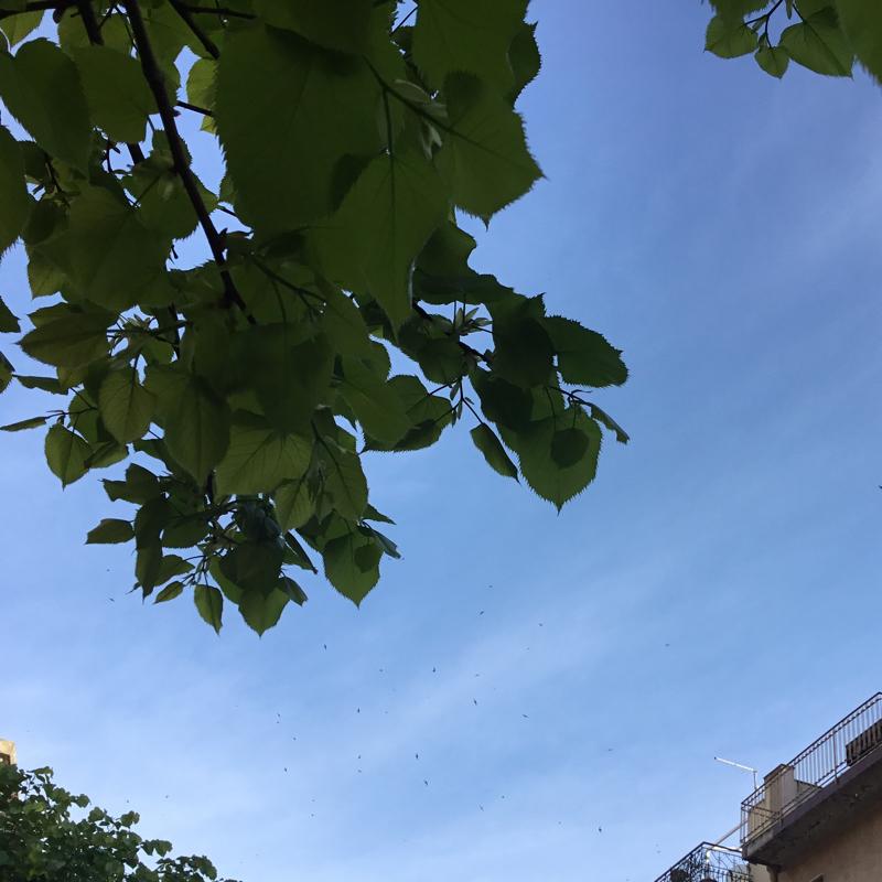 Foto di salvo v da biancavilla.