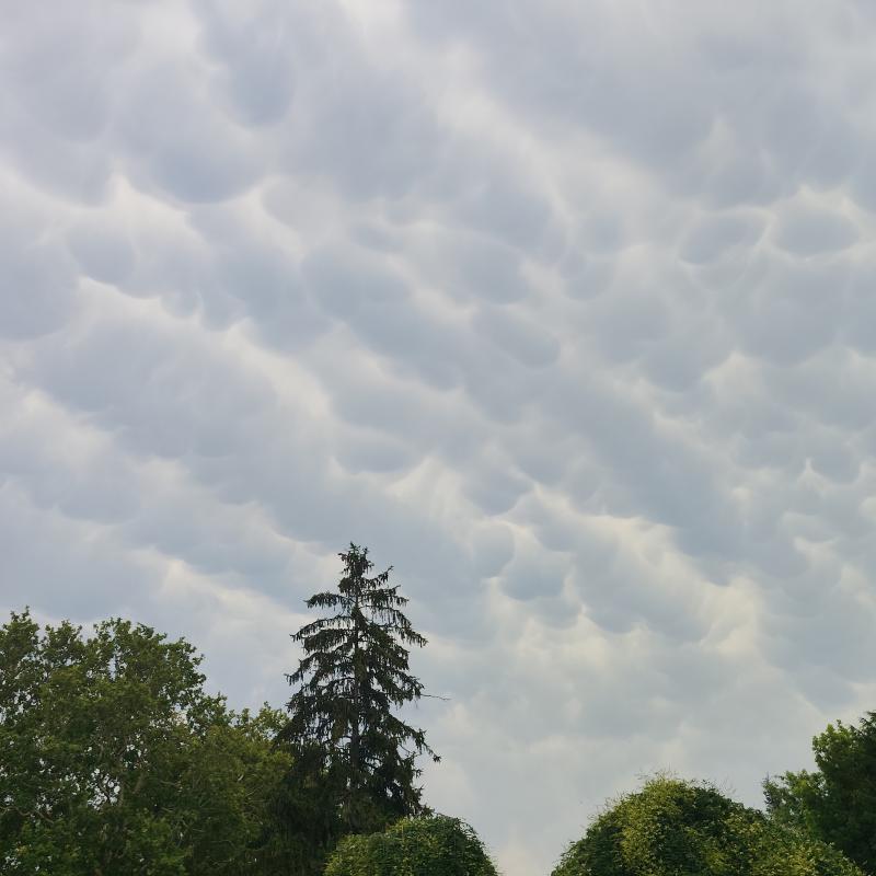 Mammatus