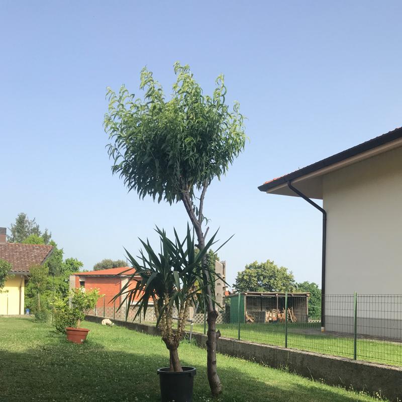 Fotosegnalazione di Majano