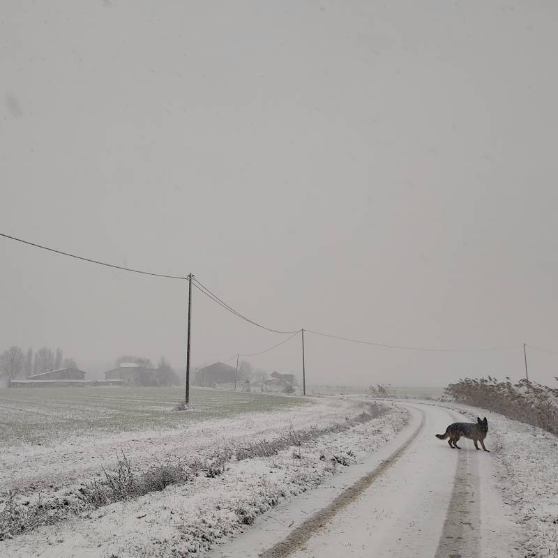 Fotosegnalazione di Massa lombarda