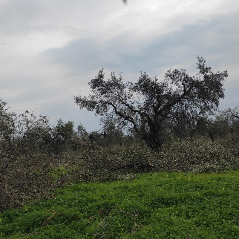 Fotosegnalazione di Cerchiara di calabria