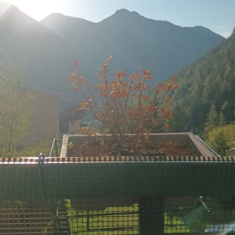 Fotosegnalazione di Cambrembo