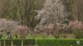 Immagine 1:Cronaca meteo diretta - Roma, primi ciliegi in fiore al laghetto dell Eur - Video