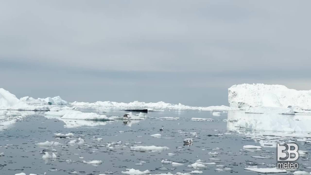 Missione Groenlandia: balene tra i ghiacci della baia di Ilulissat