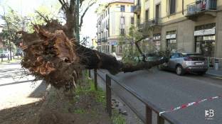 Cronaca meteo video - Vento forte a Milano: due alberi caduti sulle auto