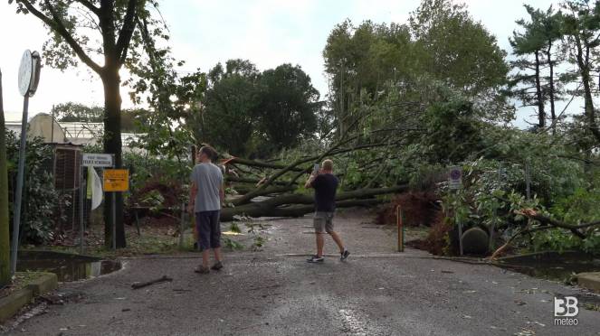 Cronaca meteo Lombardia, Milano: Rho, distesa di alberi caduti dopo il tornado - VIDEO