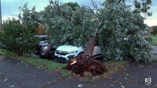 Cronaca meteo - Maltempo, alberi caduti tra Bareggio e Cornaredo - Video